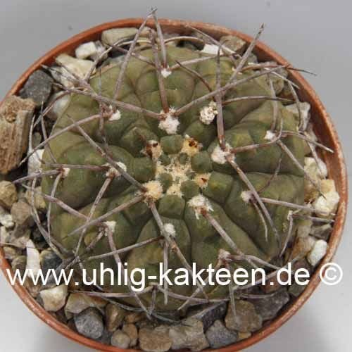 Gymnocalycium bodenbenderianum v. mirandaense comb. prov. P 222
