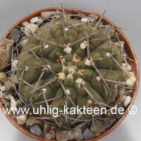 Gymnocalycium bodenbenderianum v. mirandaense comb. prov....