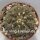 Gymnocalycium bodenbenderianum v. mirandaense comb. prov. P 222