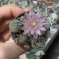 Gymnocalycium bruchii