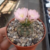Gymnocalycium bruchii