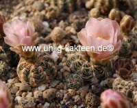 Gymnocalycium bruchii