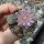 Gymnocalycium bruchii