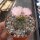 Gymnocalycium bruchii