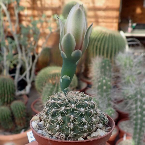 Gymnocalycium bruchii f. albispinum