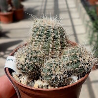 Gymnocalycium bruchii f. albispinum