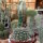 Gymnocalycium bruchii f. albispinum