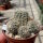 Gymnocalycium bruchii f. albispinum