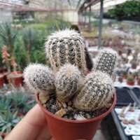 Gymnocalycium bruchii v. niveum OF 25-80