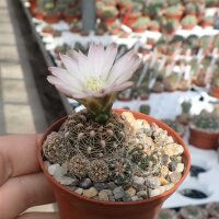 Gymnocalycium bruchii-Multihybride