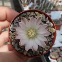 Gymnocalycium bruchii-Multihybride
