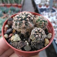 Gymnocalycium bruchii-Multihybride
