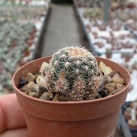 Gymnocalycium bruchii-Multihybride