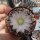 Gymnocalycium bruchii-Multihybride