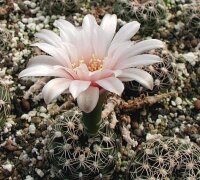 Gymnocalycium calochlorum