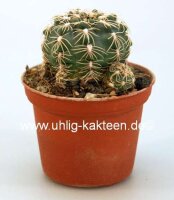 Gymnocalycium calochlorum