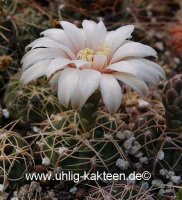 Gymnocalycium capillaense forma? Cordoba
