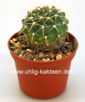 Gymnocalycium capillaense forma? Cordoba