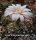 Gymnocalycium capillaense forma? Cordoba