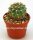 Gymnocalycium capillaense forma? Cordoba