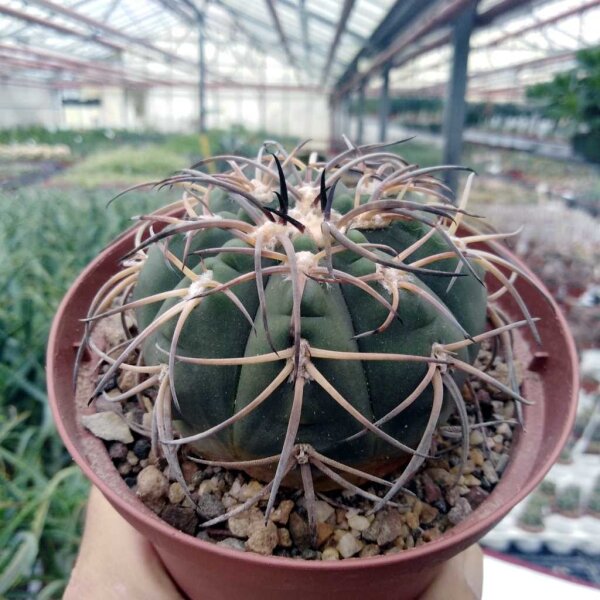 Gymnocalycium cardenasianum