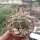 Gymnocalycium cardenasianum