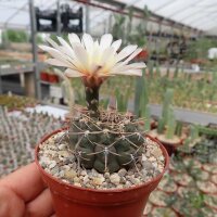 Gymnocalycium borthii P 178