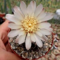 Gymnocalycium borthii P 178