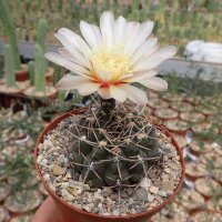 Gymnocalycium borthii P 178