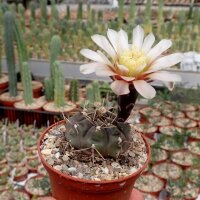 Gymnocalycium borthii P 178