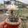 Gymnocalycium borthii P 178