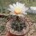 Gymnocalycium borthii P 178