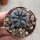 Gymnocalycium chubutense