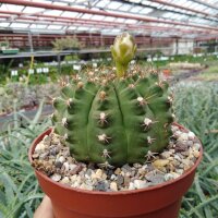Gymnocalycium damsii
