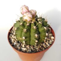 Gymnocalycium damsii