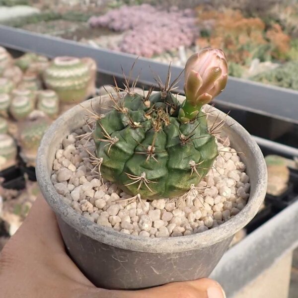 Gymnocalycium damsii v. torulosum VOS 3-040