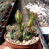 Gymnocalycium damsii v. tucavocense