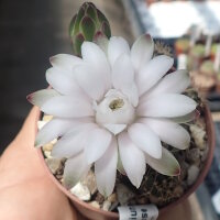 Gymnocalycium damsii v. tucavocense