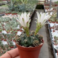 Gymnocalycium damsii v. tucavocense