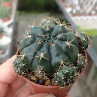 Gymnocalycium damsii v. tucavocense