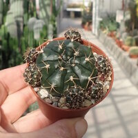 Gymnocalycium damsii v. tucavocense