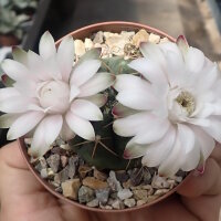 Gymnocalycium damsii v. tucavocense