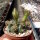 Gymnocalycium damsii v. tucavocense