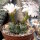 Gymnocalycium damsii v. tucavocense