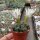 Gymnocalycium damsii v. tucavocense