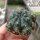 Gymnocalycium damsii v. tucavocense