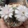 Gymnocalycium damsii v. tucavocense