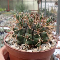 Gymnocalycium delaetii