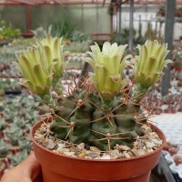 Gymnocalycium delaetii