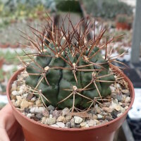 Gymnocalycium delaetii